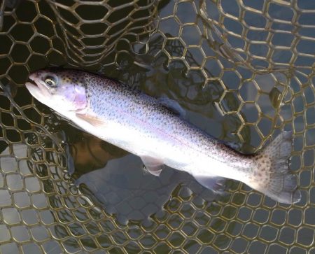 大安トラウトレイク釣果